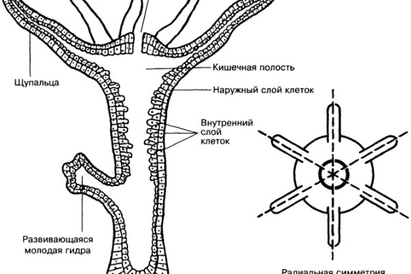 Кракен ссылка стор