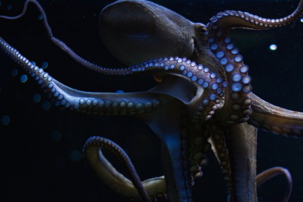 Kraken актуальный сайт